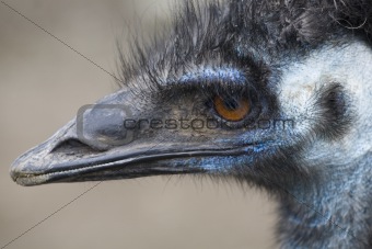 Emu Head Close Up