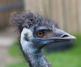 Emu Blue Head Close Up
