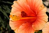 Orange Hibiscus Close Up
