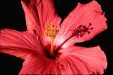 Pink Hibiscus Close Up Macro