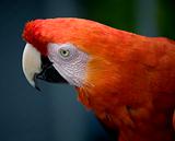 Scarlet Macaw Face