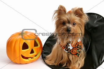 Halloween Yorkie in Witch Hat