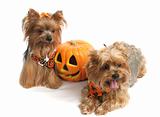 Halloween Yorkshire Terriers