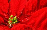 Red poinsettia with water droplets 