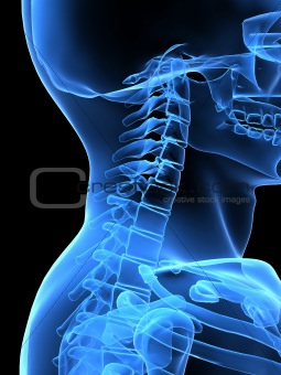 x-ray neck side