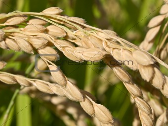 Rice on plant