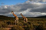 Giraffes in wild