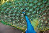 Male Peacock with Feather Up