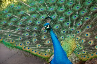 Male Peacock with Feather Up