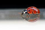 Ladybug on glass