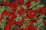 Lucious Strawberries