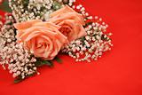 Valentine Rose Background
