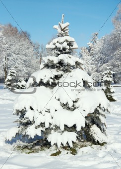 Winter fir