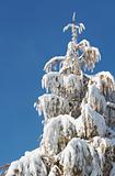 Winter coniferous tree