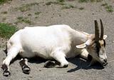 Laying Goat