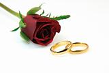 gold rings and rose