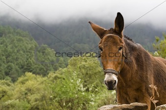 Mule in nature