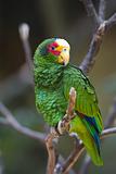 Yellow-lored Parrot
