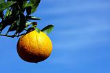 orange on tree.