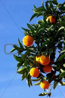 Mature oranges .