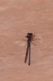Sedona dragonfly