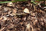 Sedona grasshopper