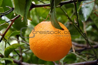 fresh orange with raindrops