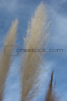 tall ornamental grass plant material
