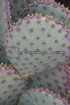 green-purple cactus