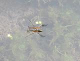 A water bug in the Grand Canyon