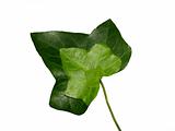 Threefold ivy leaf