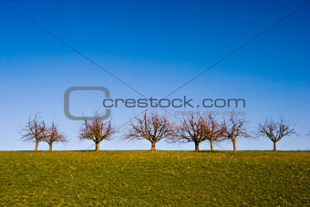 Trees on Grassland
