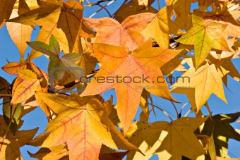 Autumn Fall Leaves