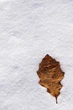 leaf on snow