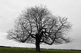 Tree against gray sky