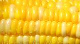 Close-up of a corn