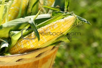 Corn in an apple basket