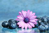 Pink daisy with blueberries