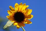 Miniature Sunflower