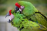 Love Bite Green Military Macaws
