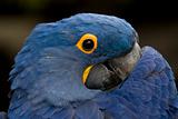 Blue Hyacinth Macaw Playing Peek A Boo