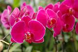 A cluster of pink orchids