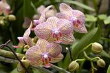 A cluster of orchids