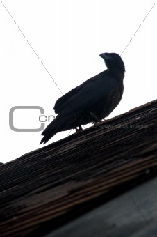 raven in a fishing town