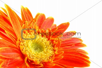 Orange gerber daisy
