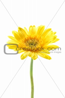 Yellow gerber daisy