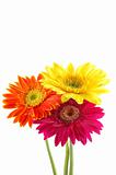 Colorful gerber daisies