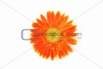 Close up of orange gerber daisy