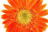 Close up of orange gerber daisy 