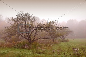 Apples trees in the mist